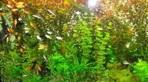 http://light.sunphoto.ro/photos/thumb/82148020_BFUPRCJ.jpg