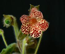 Kohleria BIBBI
