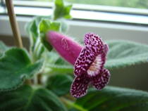 Kohleria Kapo 14