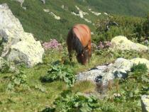Calul Malboro; undeva pe platoul spre lacul Pietrele
