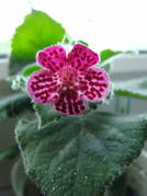 Kohleria Jester 14