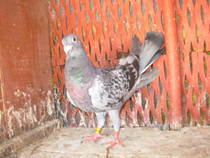 Brackuis