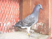 Mucegai