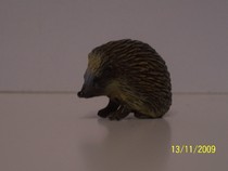 Arici
