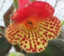 Kohleria BRIMSTONE