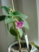 Kohleria Ampallang 7