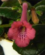Sinningia Sky High Red