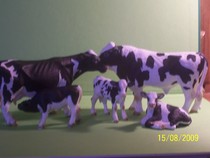 vaci holstein