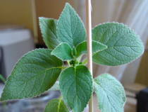 Kohleria Ampallang 2 bobocel
