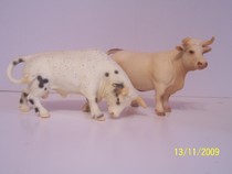 Vaca Charolais si taur rodeo