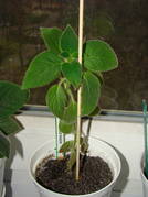 Kohleria Ampallang 1