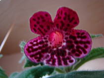 Kohleria Jester 5