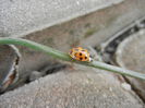 Orange Lady Beetle (2014, Feb.17)