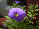 Calibrachoa Blue (2014, Aug.17)