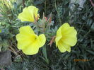 Oenothera (7)