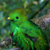 quetzal-1