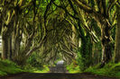 Padurea Dark Hedges-Irlanda