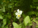 Viola arvensis_Field Pansy ('14, May 09)