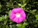 Morning Glory_Ipomoea (2014, Aug.31)