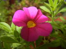 Calibrachoa Pink (2014, September 12)