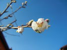 Almond Blossom (2014, March 20)