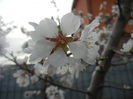 Almond Blossom (2014, March 24)