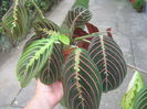 Maranta