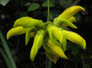 Mucuna sloanei