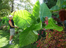 Colocasia gigantea