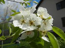 Pear Tree Blossom (2014, April 13)