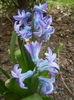 Hyacinth Delft Blue (2014, March 24)