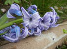 Hyacinth Delft Blue (2014, April 01)