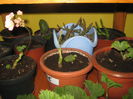 Picture My plants 1403