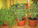 Picture My plants 1405