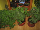 Picture My plants 1404