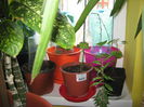 Picture My plants 1407