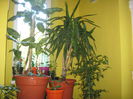 Picture My plants 1501