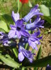 Hyacinth Peter Stuyvesant (2014, Mar.23)