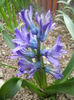 Hyacinth Peter Stuyvesant (2014, Mar.24)