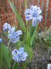 Hyacinth multiflora Blue (2014, April 03)