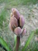 Hyacinth Splendid Cornelia (2014, Mar.17)