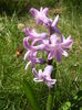 Hyacinth Splendid Cornelia (2014, Mar.20)