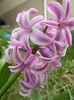 Hyacinth Splendid Cornelia (2014, Mar.25)