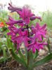 Hyacinth Woodstock (2014, March 24)