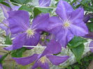 clematita Jackmanii