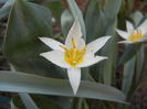 Tulipa Turkestanica (2014, March 27)