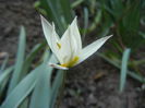 Tulipa Turkestanica (2014, March 27)