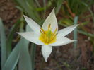 Tulipa Turkestanica (2014, March 27)