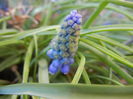 Muscari armeniacum (2014, March 23)