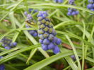 Muscari armeniacum (2014, March 25)